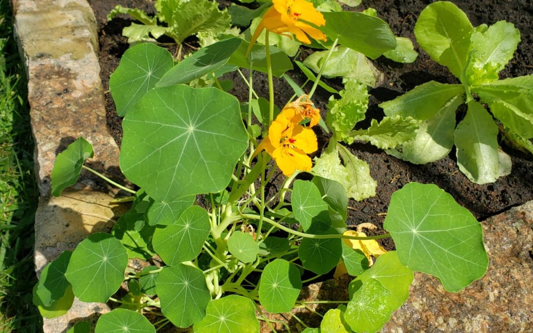 Capuchinha – bonita, saborosa e nutritiva