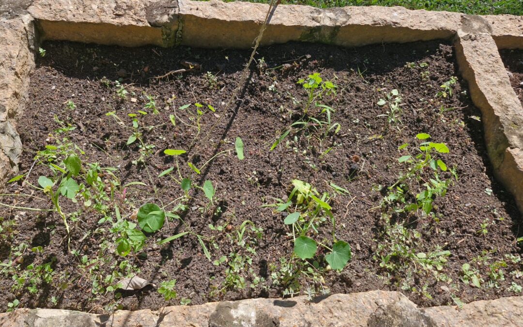 Recuperar o solo e voltar a produzir