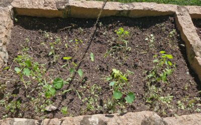 Recuperar o solo e voltar a produzir