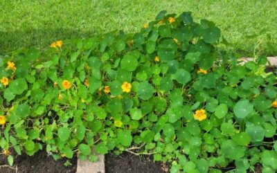 Linda, nutritiva e defensora da horta