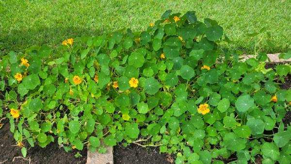 Linda, nutritiva e defensora da horta