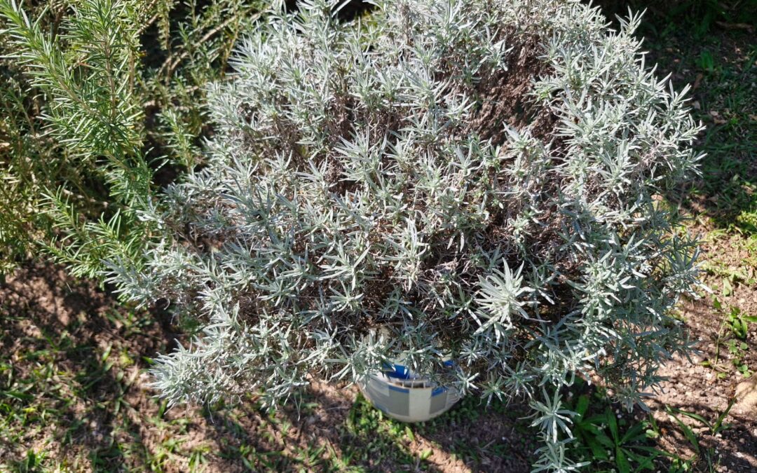 É curry, só que não 🌿