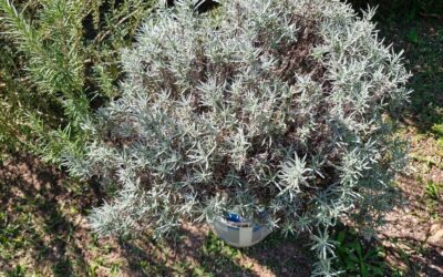 É curry, só que não 🌿