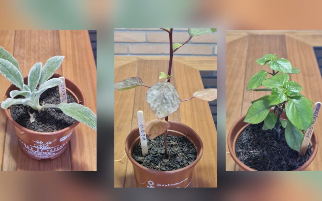 🌿 PANCs: sabor e diversidade